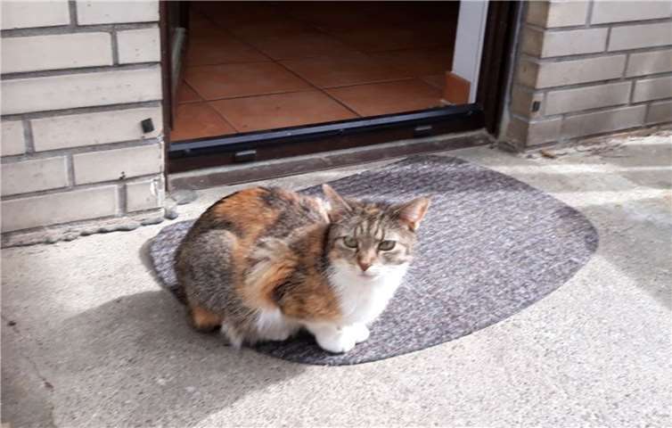 Masha ist Artgenossen gewohnt und liebt es zu schmusen. Privat