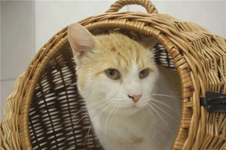 Massimo fühlt sich im Tierheim nicht wohl. privat