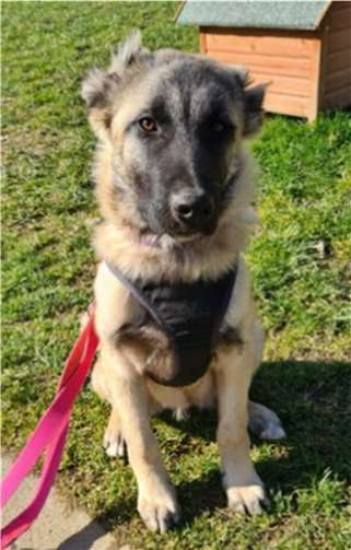 Mathilda. Foto: Tierheim u. Tierschutzverein Kreis Ahrweiler e.V.