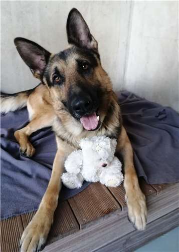 Mats.Quellen: Tierheim Andernach