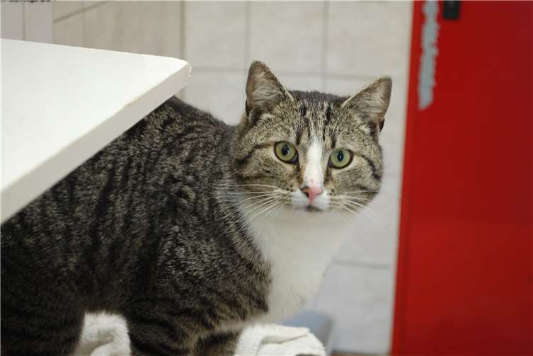 Matze, Fundkater aus Cochem-Cond.privat