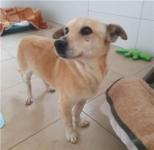 Mauro sucht gerne menschliche Nähe.  Foto: privat