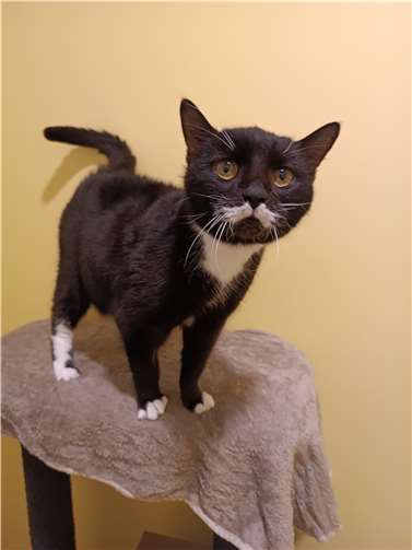 Mausi.  Fotos: Tierheim Andernach