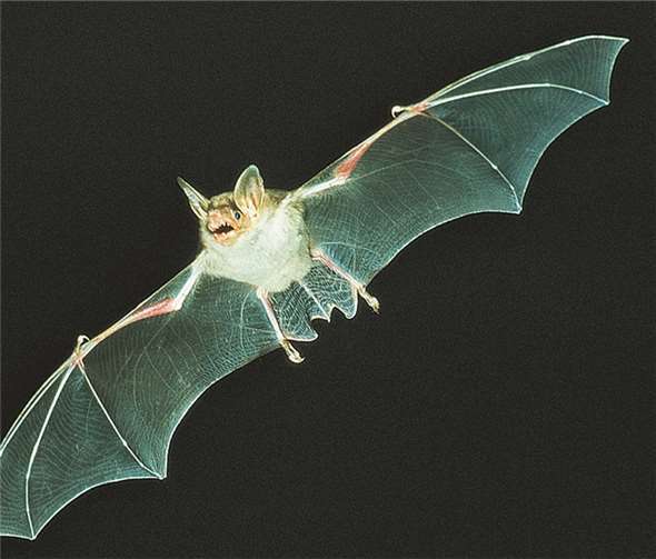 Mausohr-Fledermaus Eberhard Menz/NABU