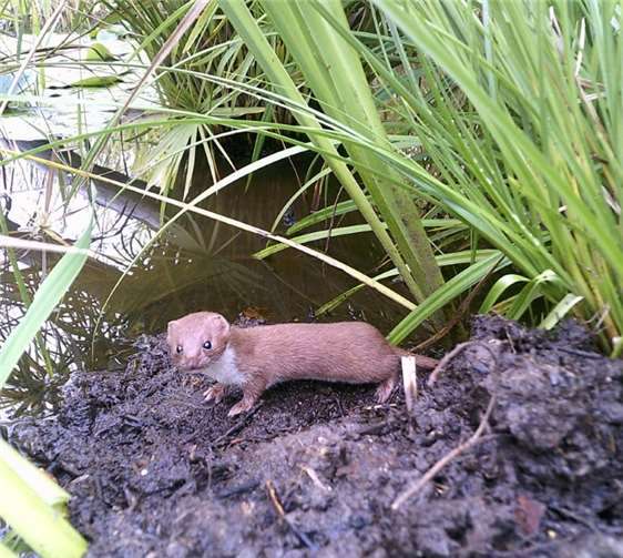 Mauswiesel im Naturschutzgarten Niederwerth. Foto: Stefan Krumme