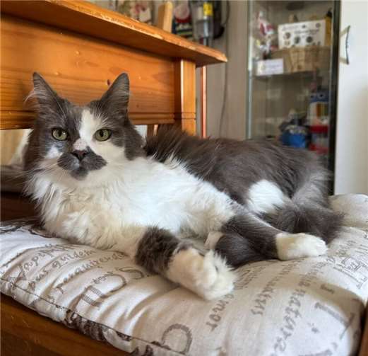 Mautzi.  Foto: privat
