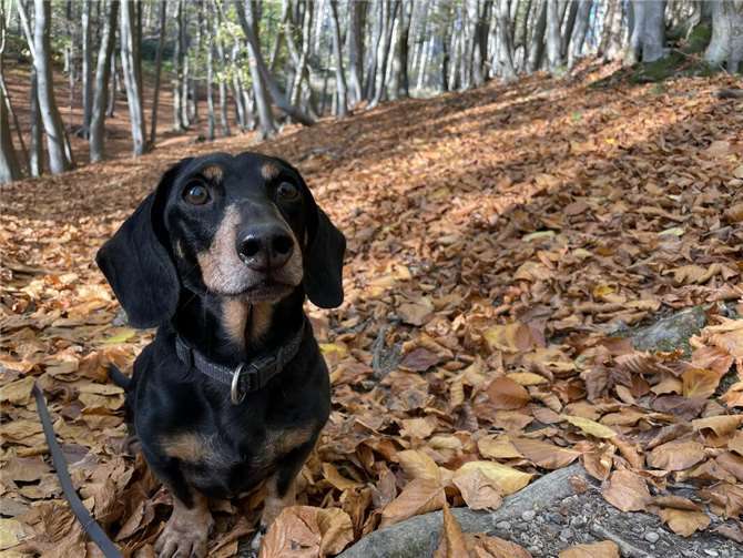 Max (Anschau).