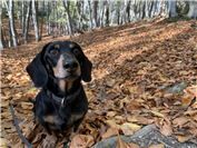Max (Anschau).