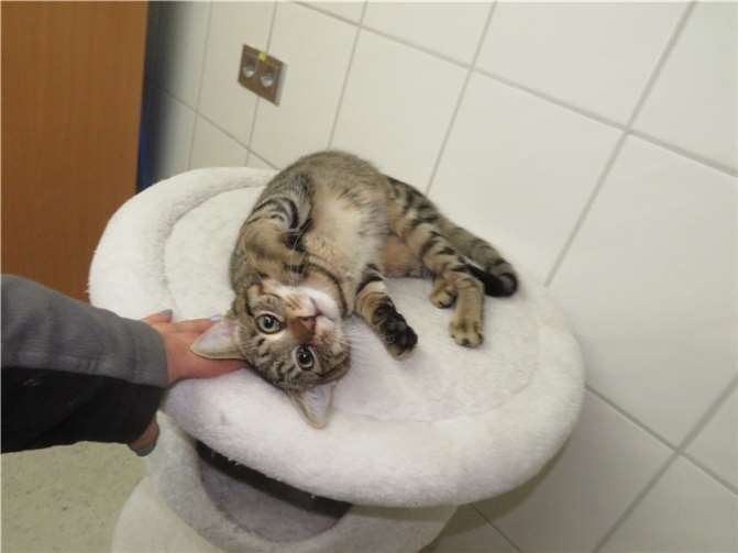 Max  Fotos: KatzenhilfeWesterwald e. V.