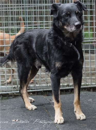 Max ist ein sehr ausgeglichener Hund. Foto: Carmen Schüller