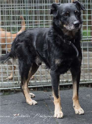 Max ist freundlich, offen und verschmust. Foto: privat