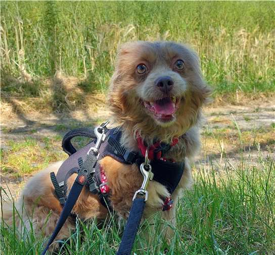 Max sucht ein Zuhause.  Foto: Tierheim u. Tierschutzverein Kreis Ahrweiler e.V. , Claus Krah