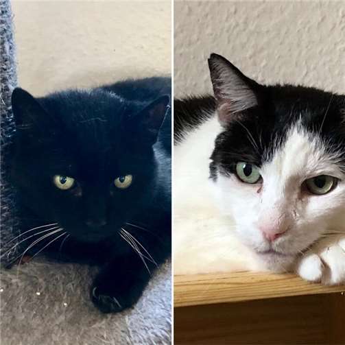 Max und Fussel.  Foto: privat