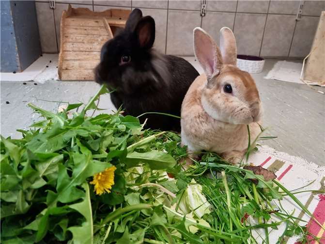 Max und Laura aus dem Tierheim in Mayen.  Foto: Sybill Limbach