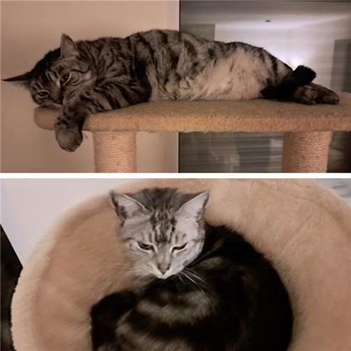 Max und Ronja (Spessart). Max, der gefräßige Genießer und Ronja, die sehr neugie...