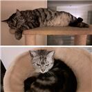 Max und Ronja (Spessart). Max, der gefräßige Genießer und Ronja, die sehr neugie...