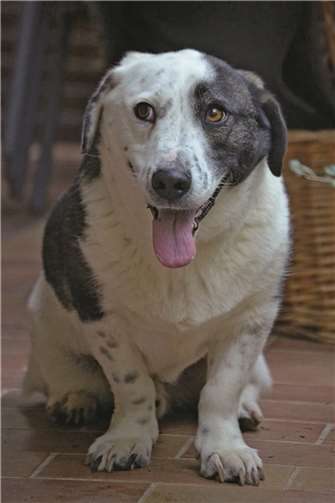Maxi entging dem Tod auf den Straßen Rumäniens und sucht nun ein liebevoll umsorgtes, fürsorgliches Zuhause auf Lebenszeit.Tierschutz Siebengebirge / Antje Firmenich
