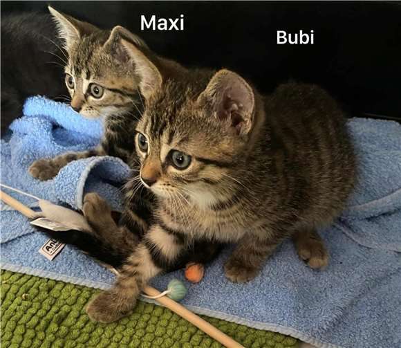 Maxi und Bubi.