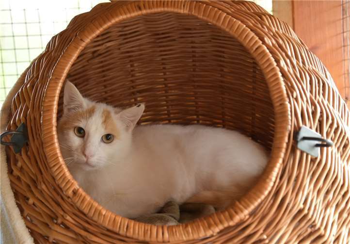 Maximilian sucht ein Zuhause.Foto: privat