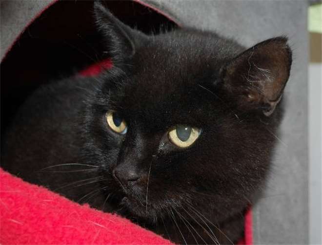 Maya - Fundkatze aus Mayen-Alzheim, „Curvy-Supermodel“.