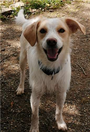 Nettes Zuhause für vierbeinige Kumpel gesucht Mayla ist freundlich und aktiv.