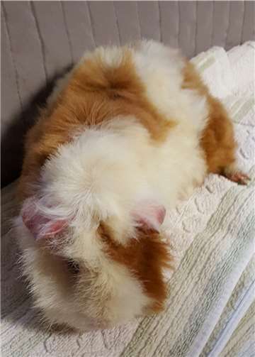 Meerschweinchen „Bärchen“ wartet auf ein neues Zuhause. Tierheim u. Tierschutzverein Kreis Ahrweiler e.V.