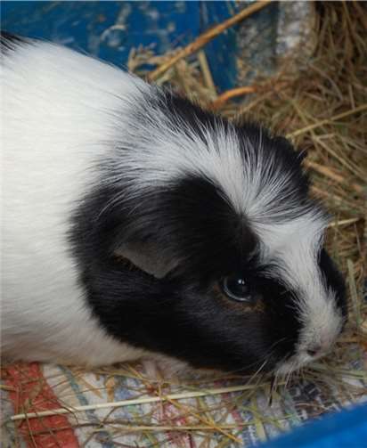 Meerschweinchen Beate beobachtet gerne. privat