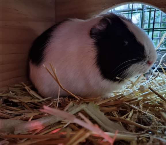 Meerschweinchen Sven.  Foto: Sybill Limbach