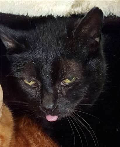 Meggie möchte in ihrem neuen Zuhause gerne Freigang genießen. Tierheim und TierschutzvereinKreis Ahrweiler e.V.