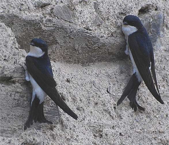 Mehlschwalben beim Nestbauversuch.H. Stetzuhn