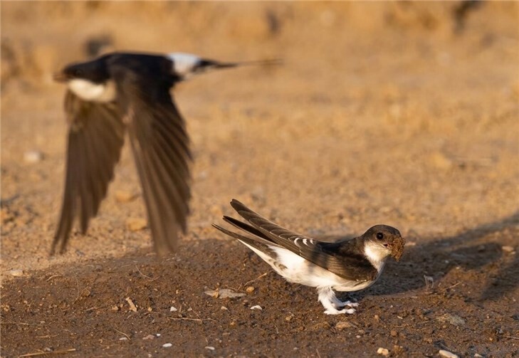 Mehlschwalben suchen Baumaterial an einer Schlammpfütze.