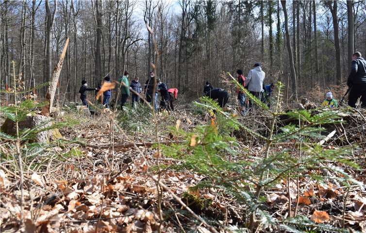 Mehr als 1.000 junge Bäume wurden mit Unterstützung der Mountainbiker gepflanzt.Quelle: Stadt Koblenz