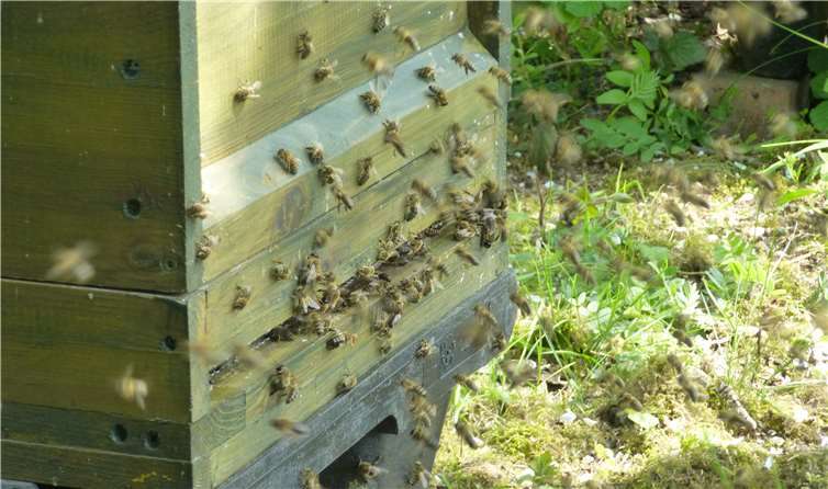 Mehr als die Hälfte der Imker in Deutschlang haben nur zwischen einem und zehn Bienenvölker. Peter Weißenrieder