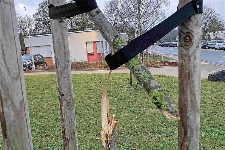 Mehrere Bäume auf dem Gelände der Integrierte Gesamtschule Pellenz in Plaidt wurden mutwillig beschädigt. Fotos: Kreisverwaltung/Kleemann
