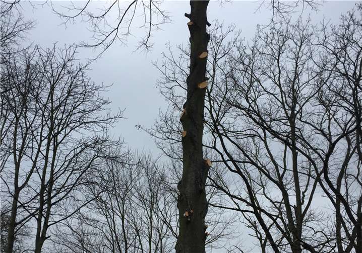 Mehrere Bäume im Lahnsteiner Rheinquartier wurden mutwillig beschädigt. Die Stadt hat Strafanzeige gestellt.  Foto: Stadtverwaltung Lahnstein)
