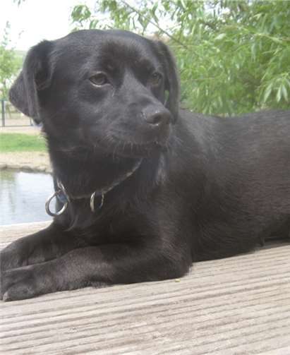 Mel ist ganz lieb und kommt gut mit Katzen und Artgenossen aus.privat