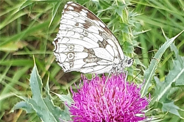 Melanargia galathea  L. Damenbrett auf Eselsdistel
