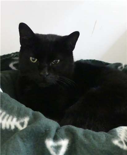 Melinchen freut sich auf einen kuscheligen Platz vor einem Kamin.Foto: privat