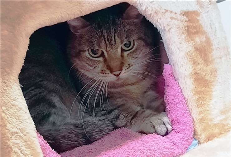 Melly.Foto: Tierheim u. Tierschutzverein Kreis Ahrweiler e.V.