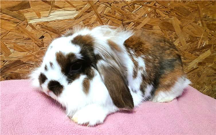 Melman sucht ein Zuhause.  Foto: privat