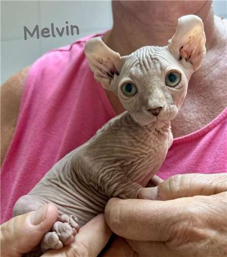 Melvin.