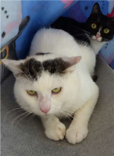 Merle (hinten), im Jahr 2015 geboren, ist kastriert und schwarz/weiß. Merlin(vorne), ebenfalls 2015 geboren, ist auch kastriert und weiß/grau getigert.