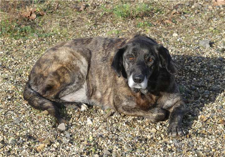 Merle verträgt sich mit ruhigen Artgenossen und Katzen.Foto: privat