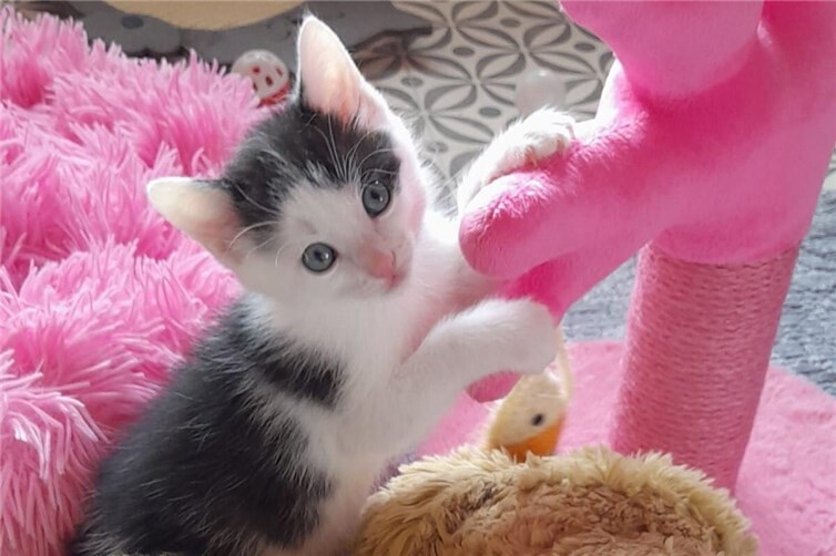 Merlin