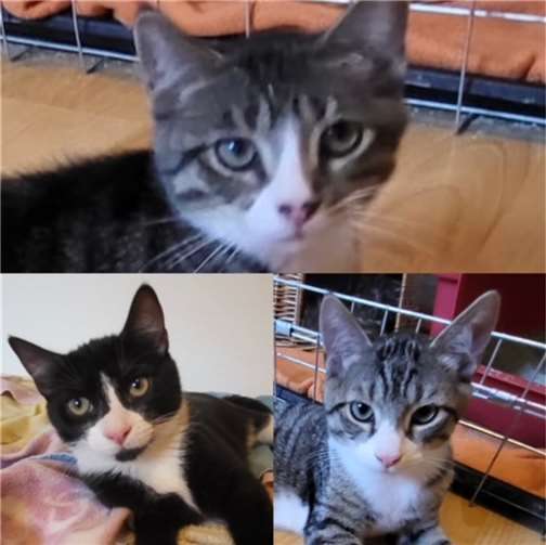 Merlin, Kasimir und Paulchen. Foto: privat