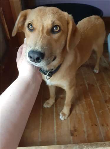 Merlin, geb. Oktober 2018, geimpft, gechipt.