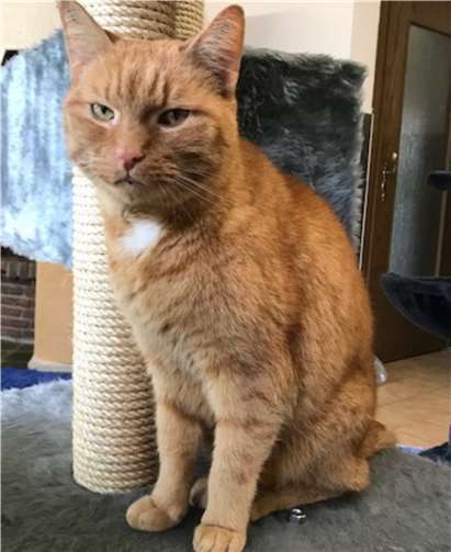 Merlin ist verschmust und anhänglich. privat