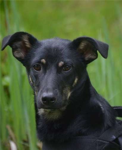 Mia’s Vorderlauf hat sich in der Wachstumsphase verformt. Sie hat Schmerzen.  Tierschutz Siebengebirge