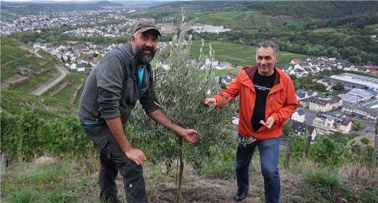 Michael Kriechel (l.) und Oliver Heimermann mit einem ihrer Olivenbäumchen.Foto: ROB