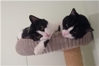 Michel und Maria: Liebevolles Katzenpaar sucht neues Zuhause